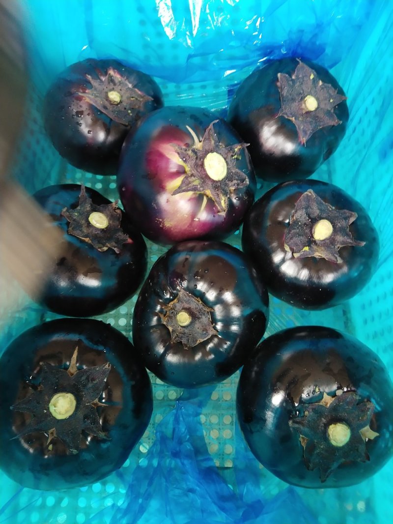 本地精品，圆茄，质量有保证，产地真供，专业包装，
