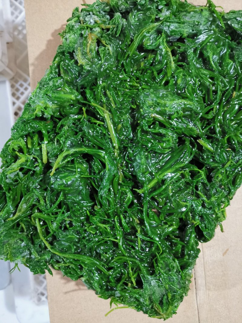 速冻黄须菜托盘套袋碱蓬草