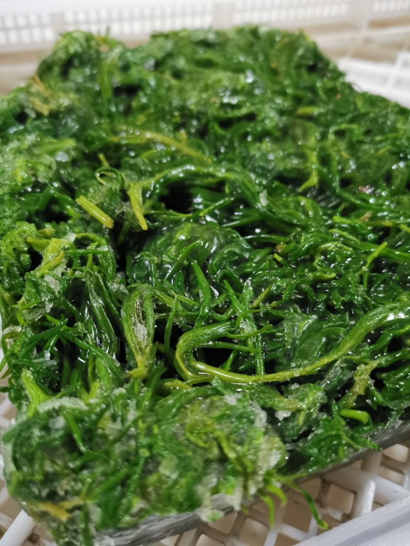 今年新货黄须菜，海英菜，碱蓬草，长期供货