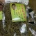 化石草肾精茶颜色绿猫须草化石草