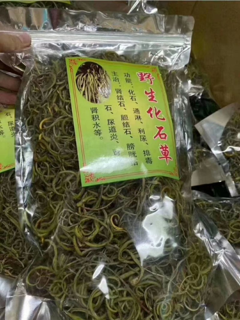 化石草肾精茶颜色绿猫须草化石草