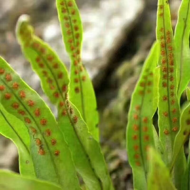 化石草肾精茶颜色绿猫须草化石草