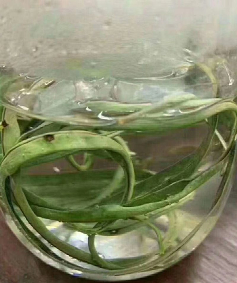 化石草肾精茶颜色绿猫须草化石草
