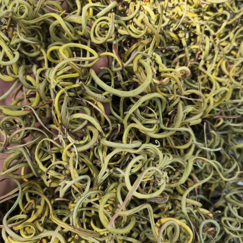 化石草肾精茶颜色绿猫须草化石草