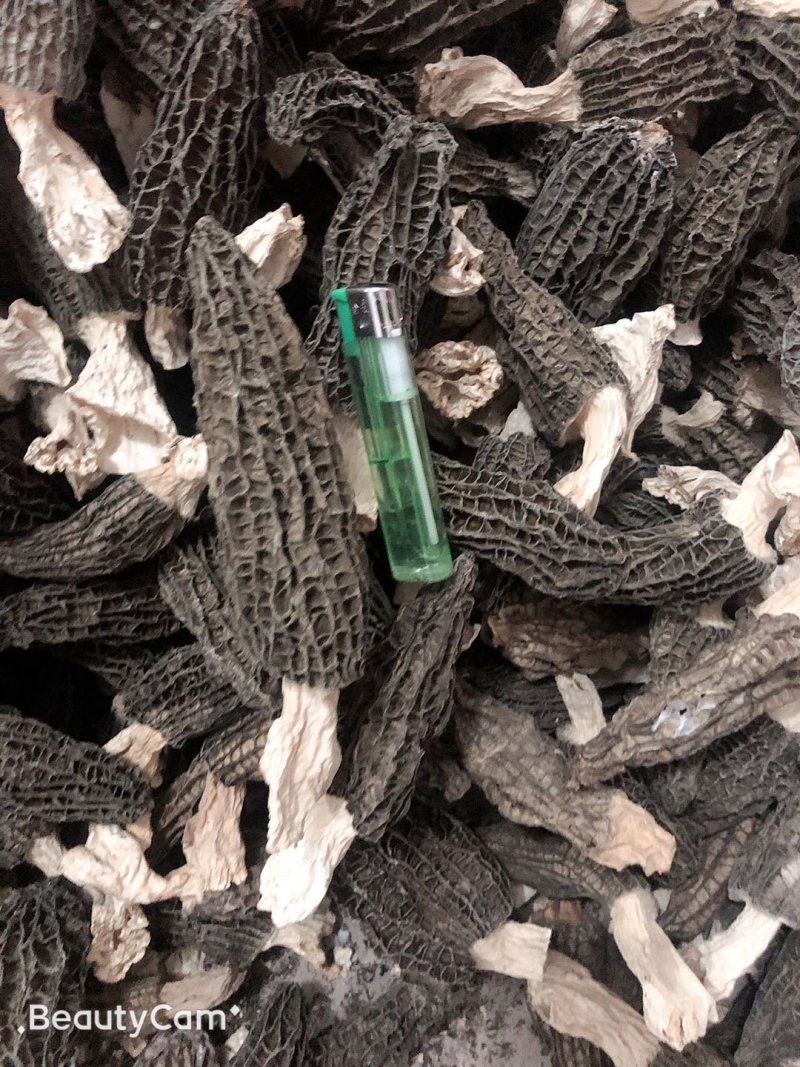 羊肚菌头茬产地一手货源批发零售