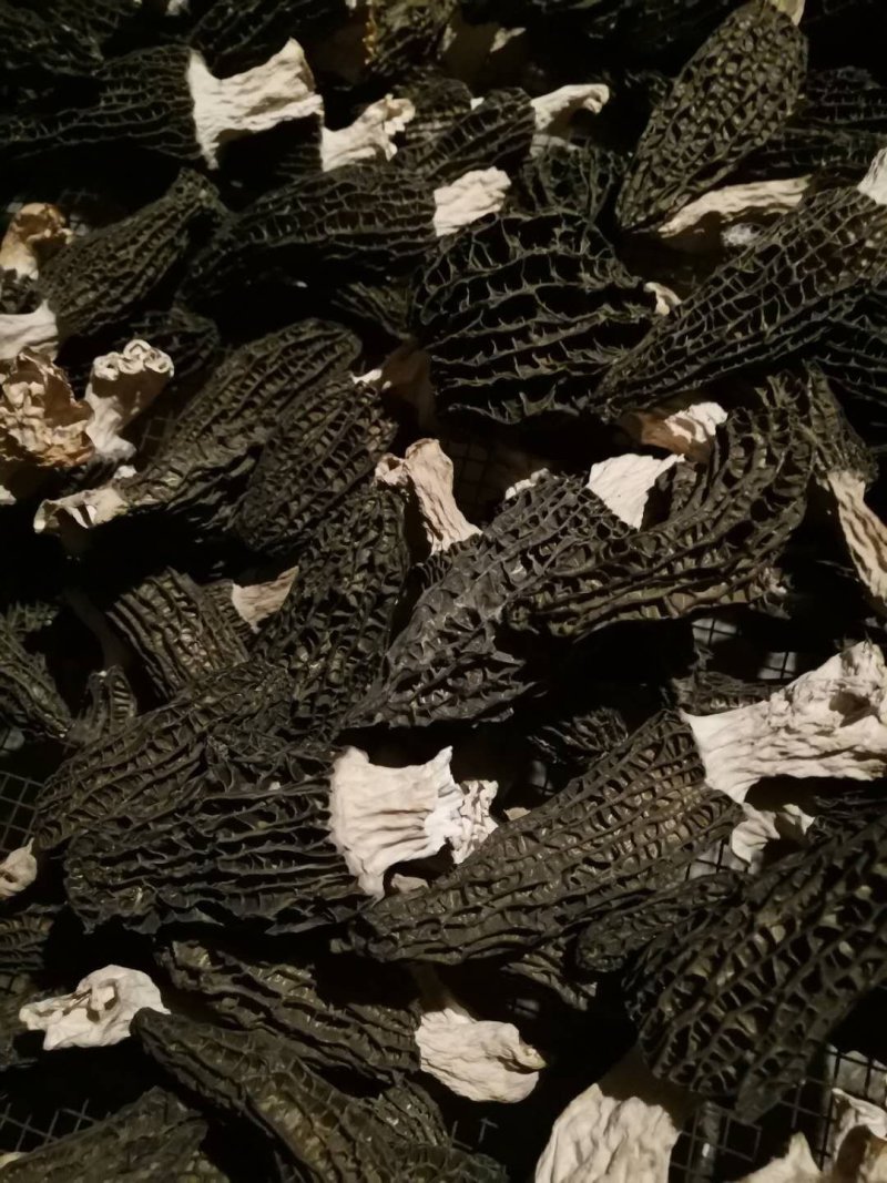 羊肚菌头茬产地一手货源批发零售