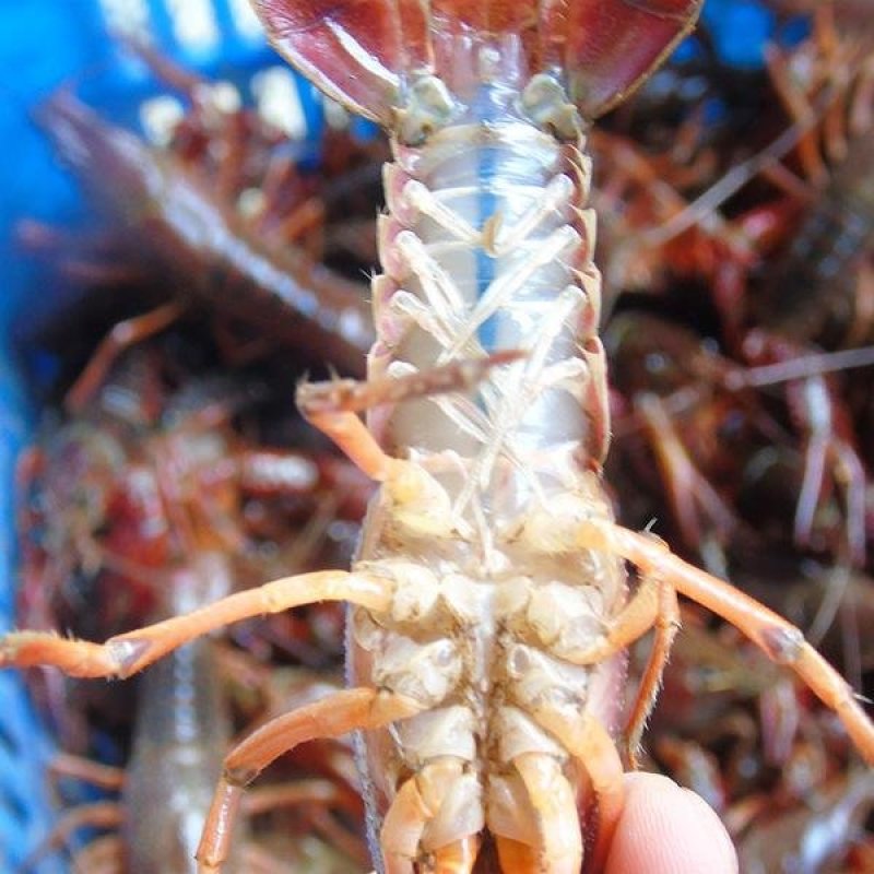 麻辣小龙虾