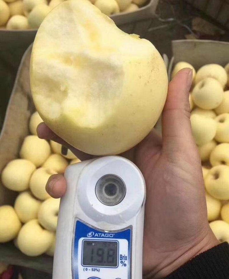 威尼斯黄金苹果