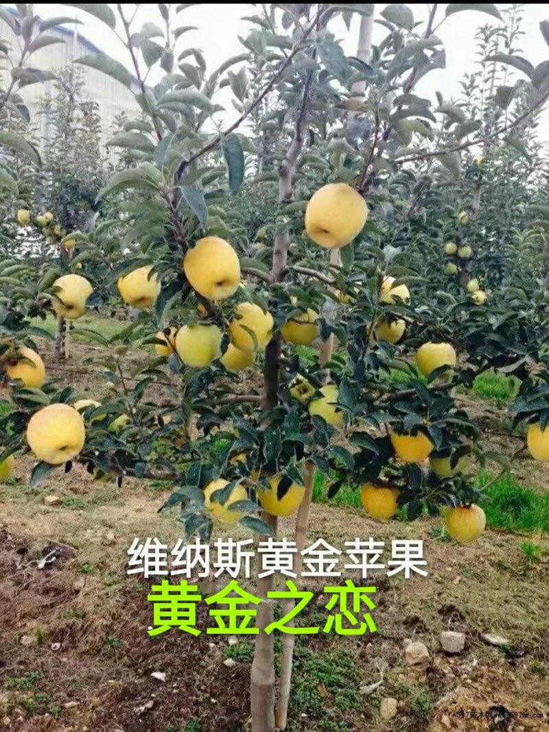 威尼斯黄金苹果