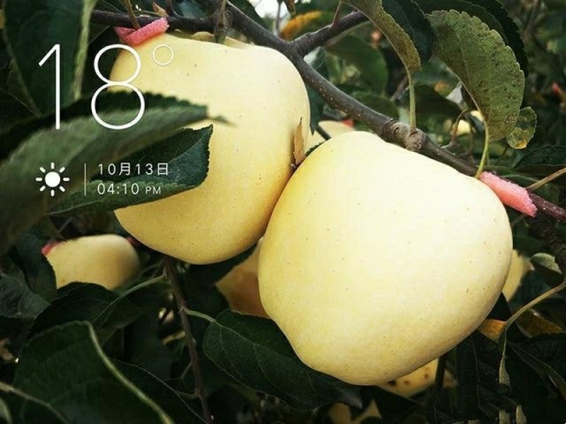 威尼斯黄金苹果