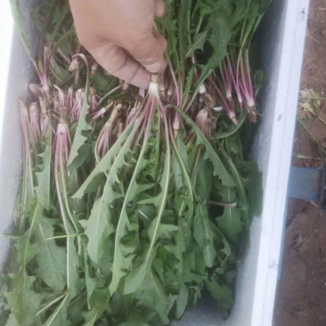 现挖鲜菜蒲公英婆婆丁新货,基地直接采摘蒲公英