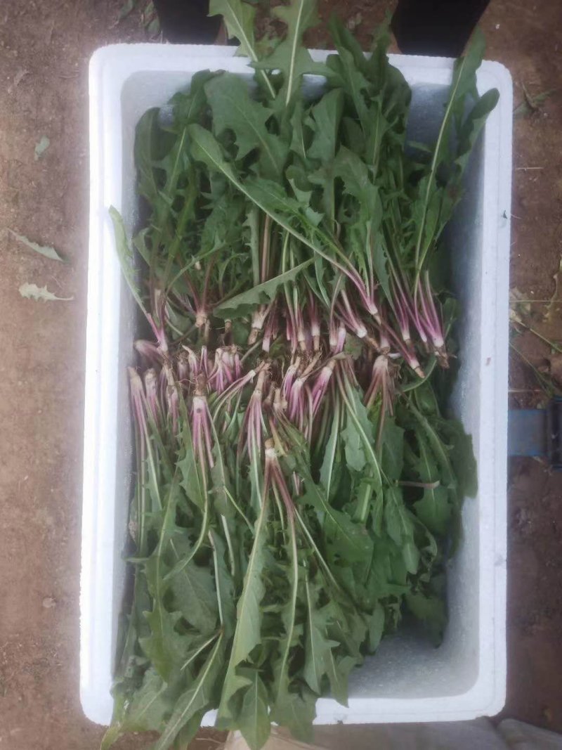 现挖鲜菜蒲公英婆婆丁新货，基地直接采摘蒲公英