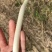 新鲜芽藕鲜嫩藕带襄阳新藕