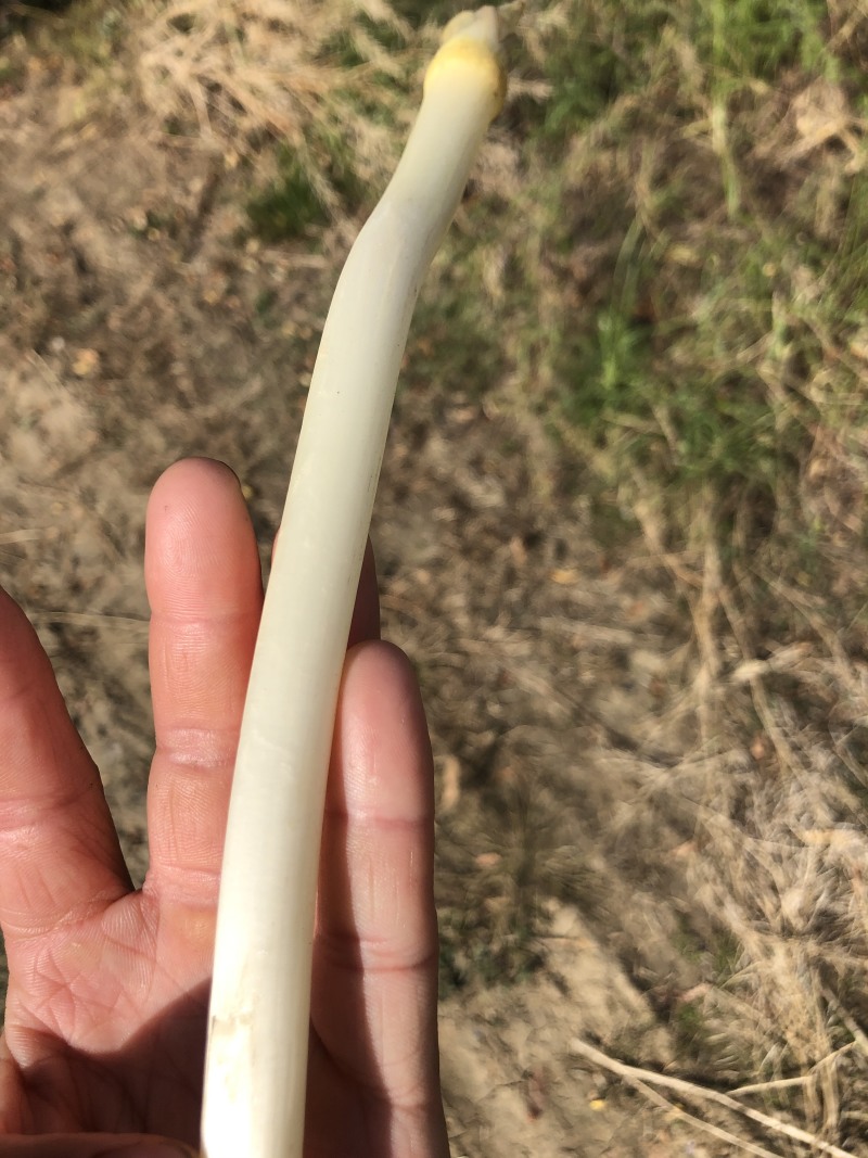 新鲜芽藕鲜嫩藕带襄阳新藕