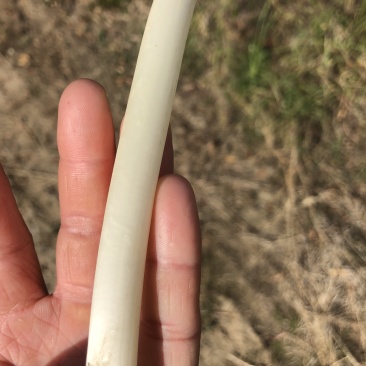新鲜芽藕鲜嫩藕带襄阳新藕