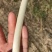 新鲜芽藕鲜嫩藕带襄阳新藕