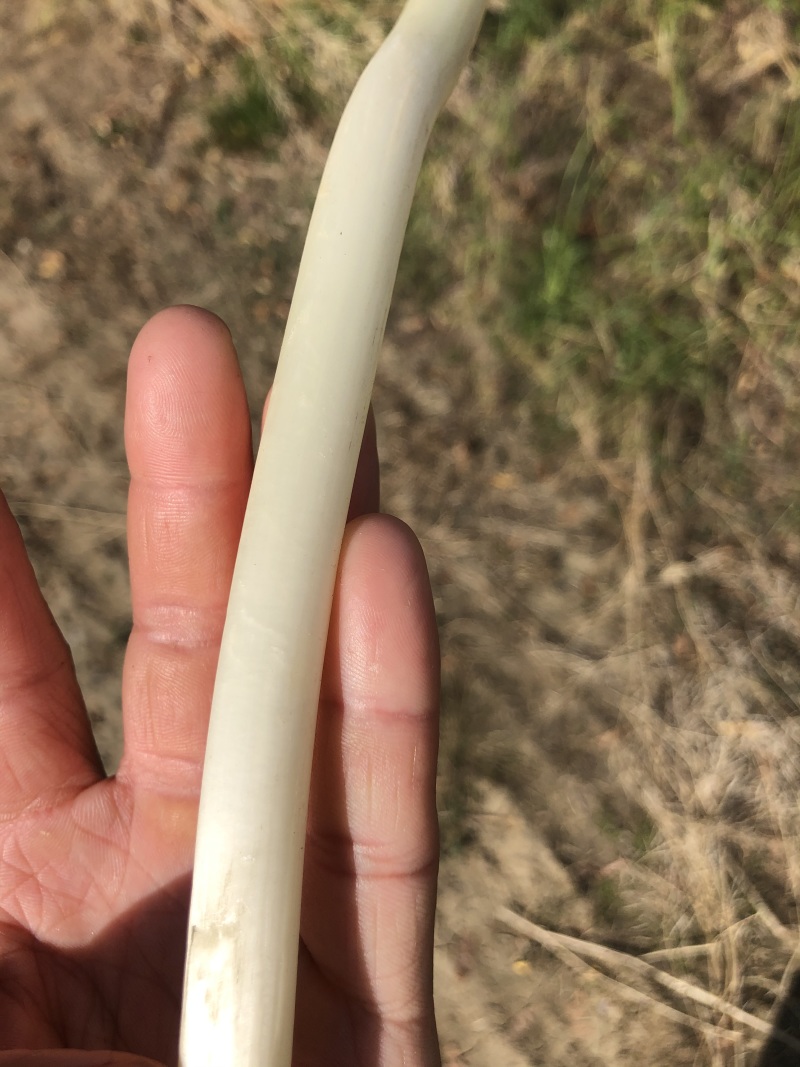新鲜芽藕鲜嫩藕带襄阳新藕