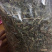 狗肝菜九干菜猪肝菜路边青羊肝菜四籽马蓝狗肝菜