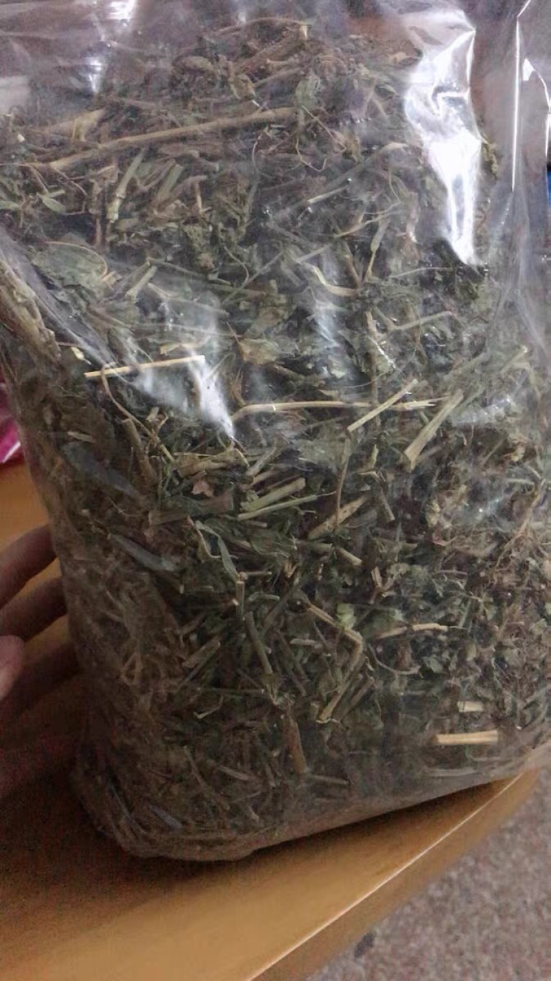 狗肝菜九干菜猪肝菜路边青羊肝菜四籽马蓝狗肝菜