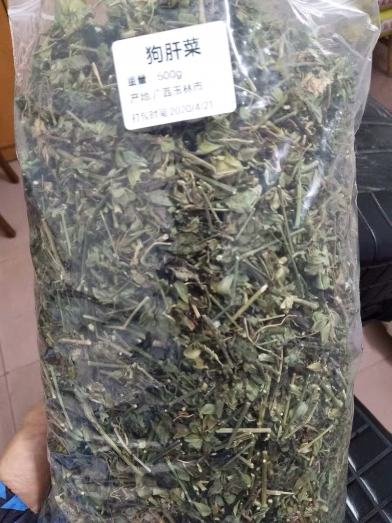 狗肝菜九干菜猪肝菜路边青羊肝菜四籽马蓝狗肝菜