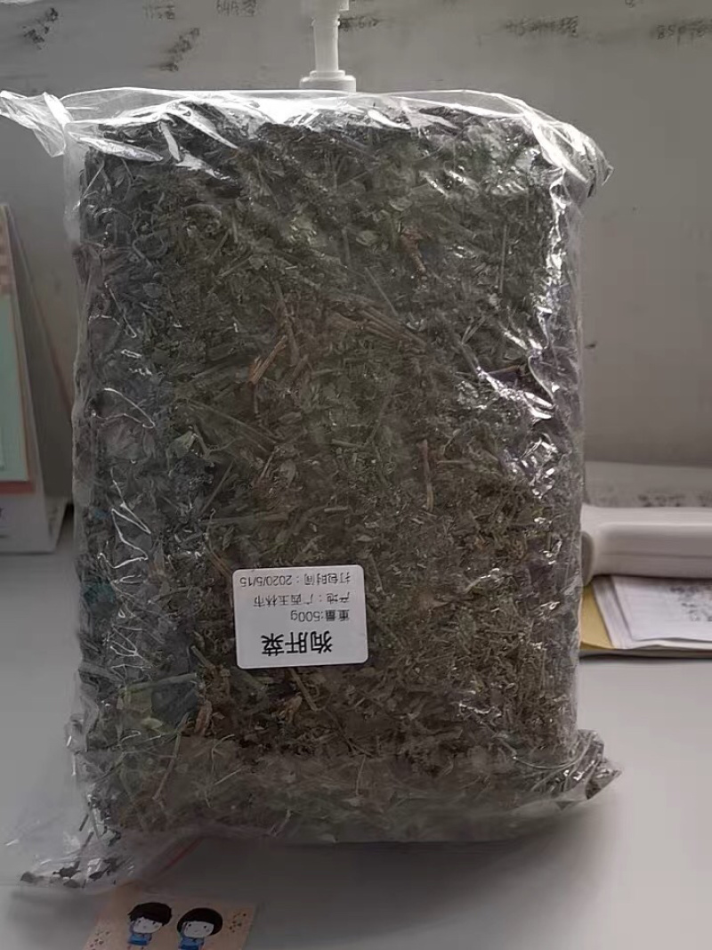 狗肝菜九干菜猪肝菜路边青羊肝菜四籽马蓝狗肝菜