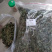 狗肝菜九干菜猪肝菜路边青羊肝菜四籽马蓝狗肝菜