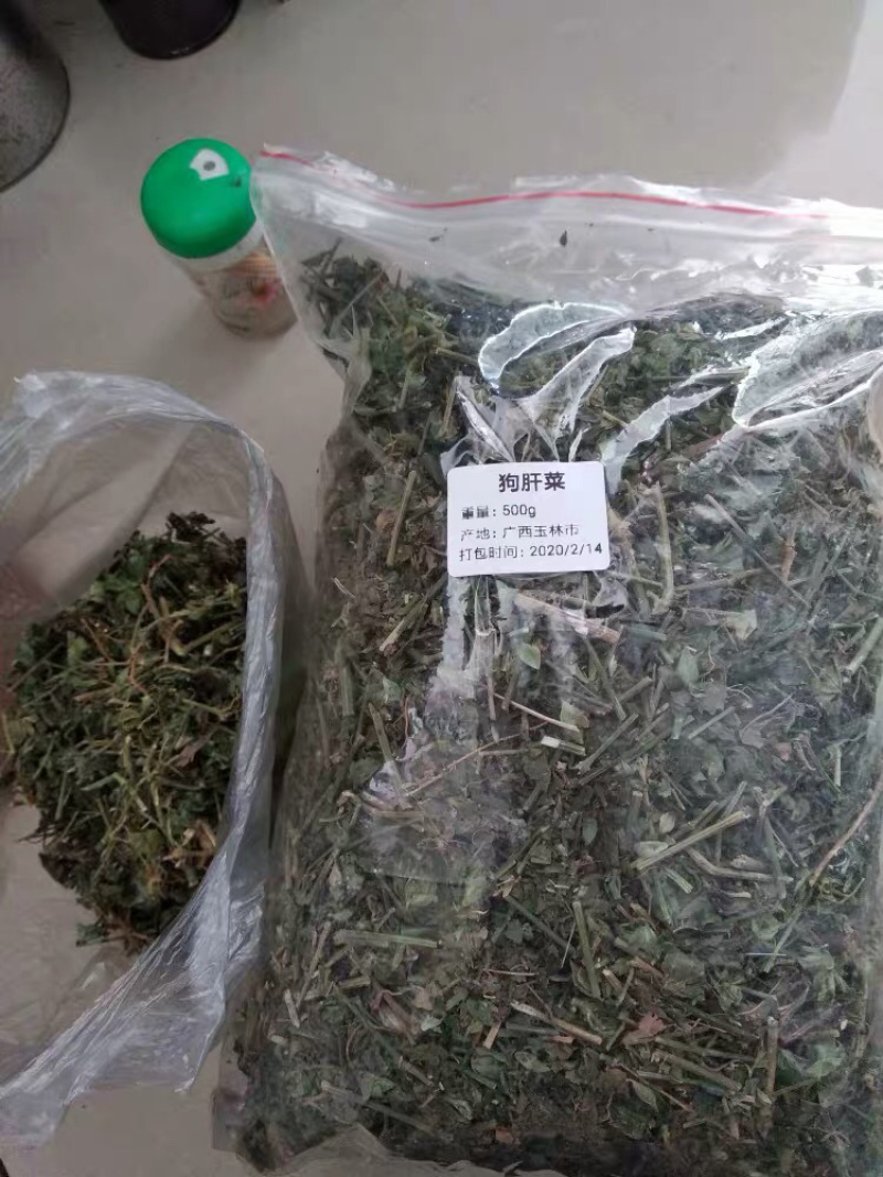 狗肝菜九干菜猪肝菜路边青羊肝菜四籽马蓝狗肝菜