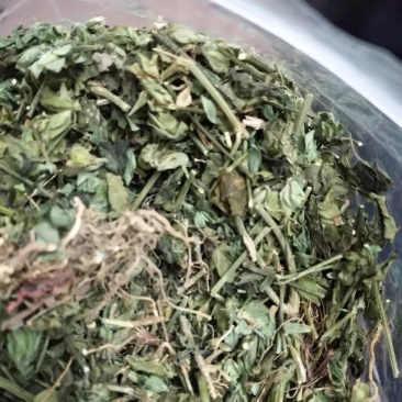 狗肝菜九干菜猪肝菜路边青羊肝菜四籽马蓝狗肝菜
