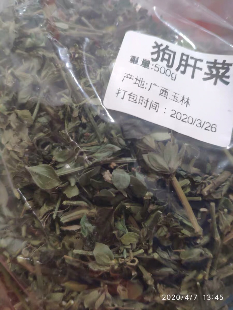 狗肝菜九干菜猪肝菜路边青羊肝菜四籽马蓝狗肝菜