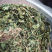 狗肝菜九干菜猪肝菜路边青羊肝菜四籽马蓝狗肝菜