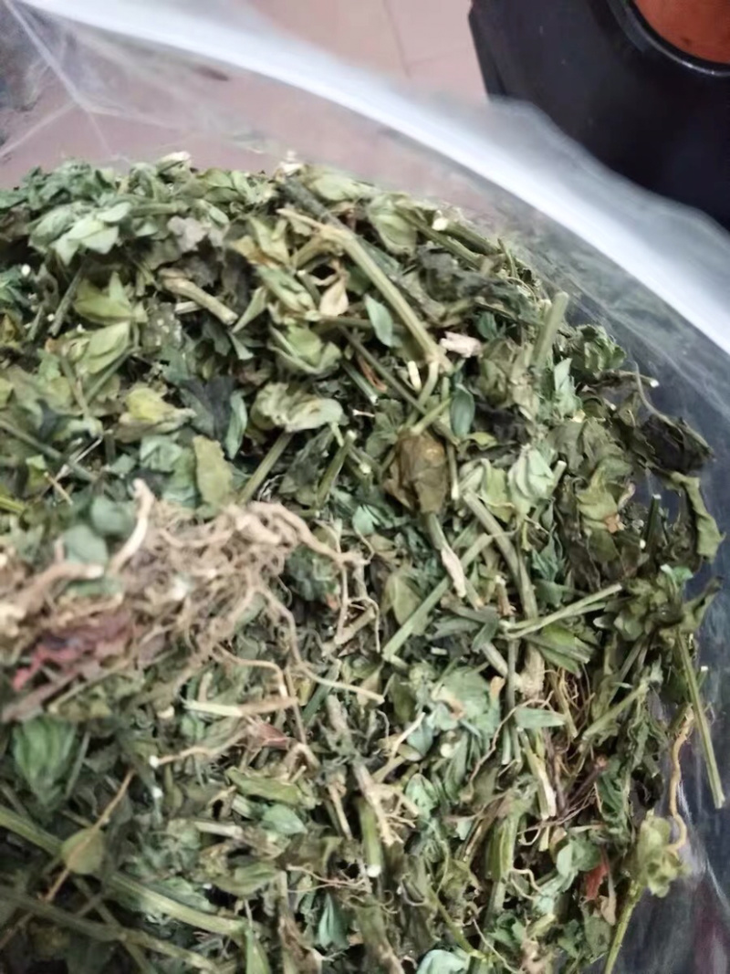 狗肝菜九干菜猪肝菜路边青羊肝菜四籽马蓝狗肝菜