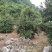 夏威夷果(澳洲坚果)产地直销