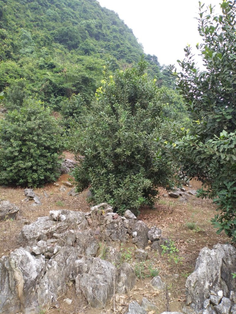 夏威夷果(澳洲坚果)产地直销