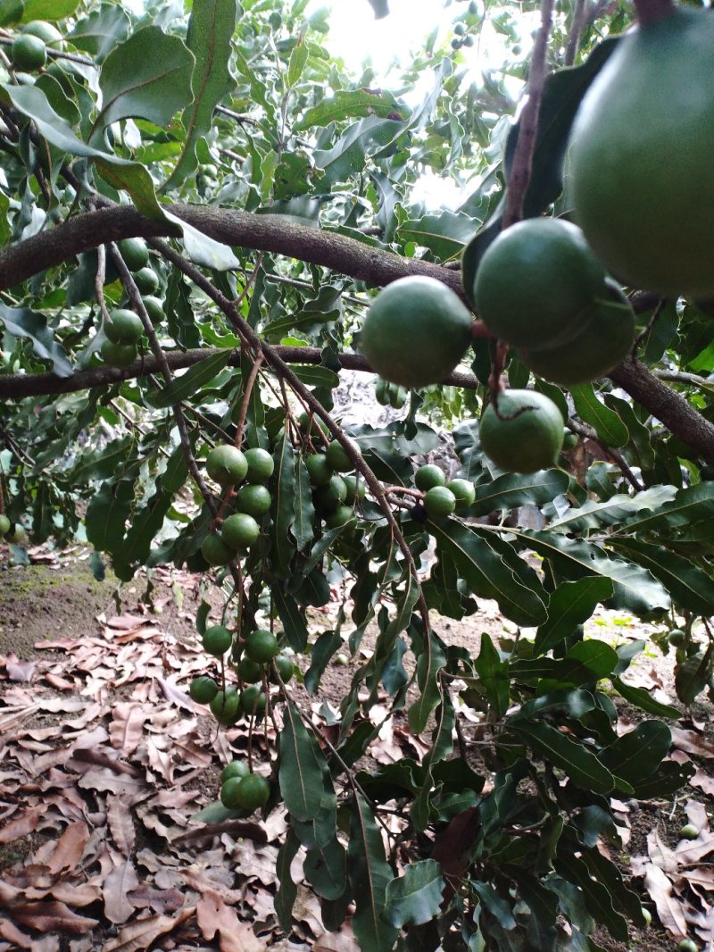 夏威夷果(澳洲坚果)产地直销
