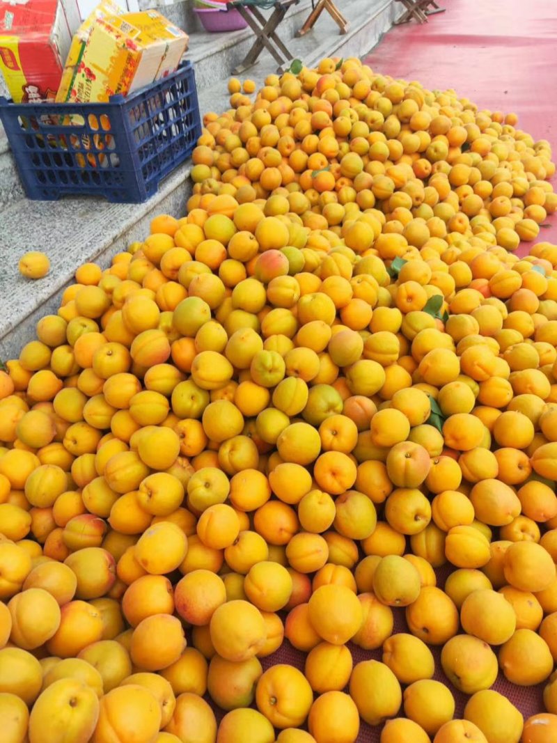 金太阳杏产地直发，费县精品，凯特杏，一手货源，