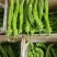 甘肃精品螺丝椒货源充足通货15公分以上欢迎咨询