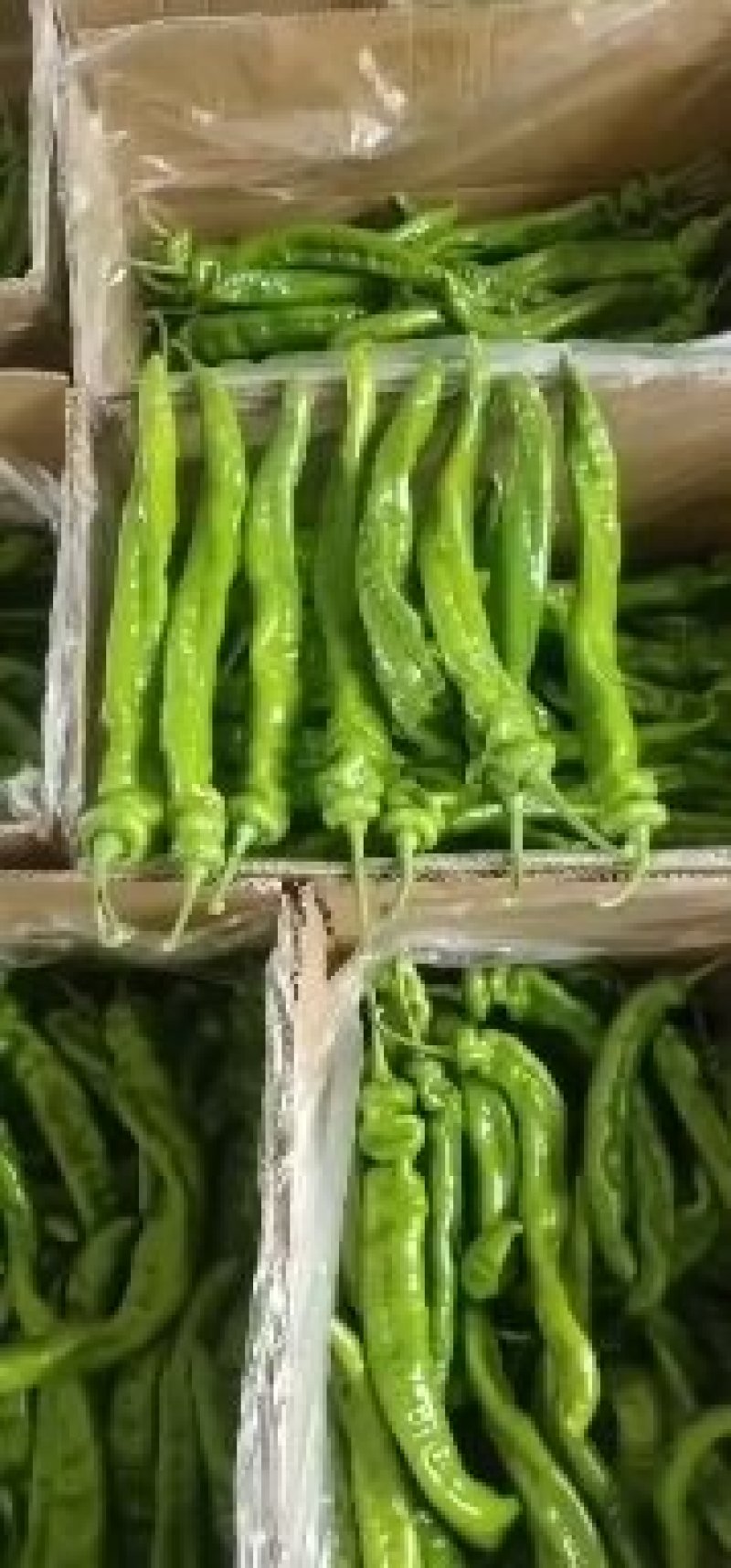 甘肃精品螺丝椒货源充足通货15公分以上欢迎咨询