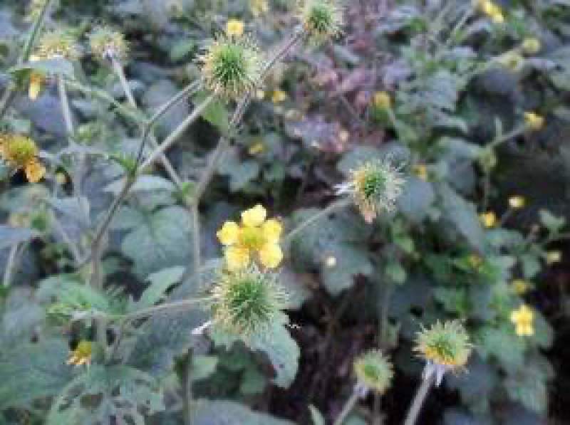 追风七五气朝阳草红心草头晕药路边黄蓝布正