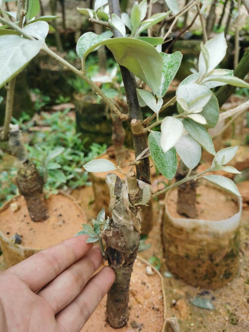 羊奶果苗德甜二号纯甜大果型三年嫁接苗