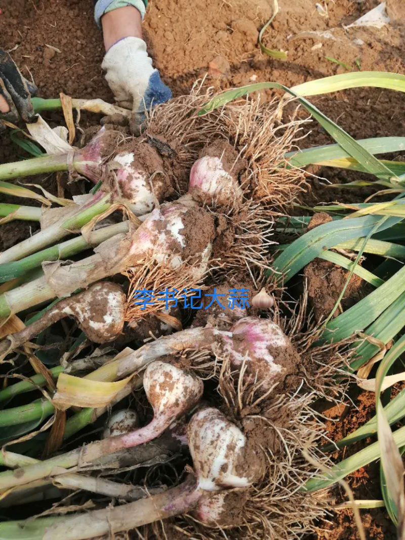 大蒜大头蒜河北蒜头量大产地直供一手货源。