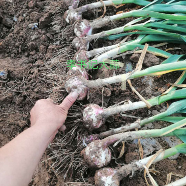 大蒜大头蒜河北蒜头量大产地直供一手货源。