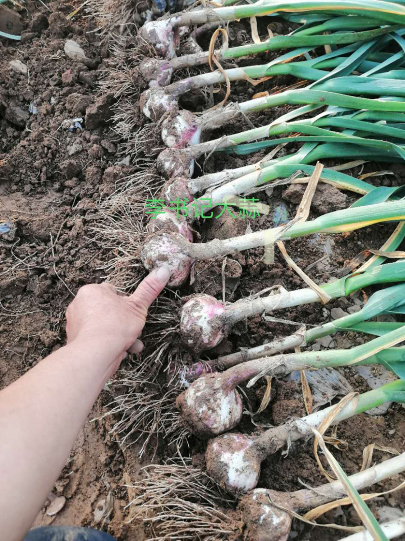 大蒜大头蒜河北蒜头量大产地直供一手货源。