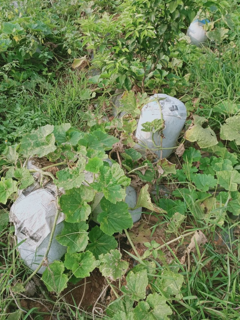 白皮冬瓜大量供应