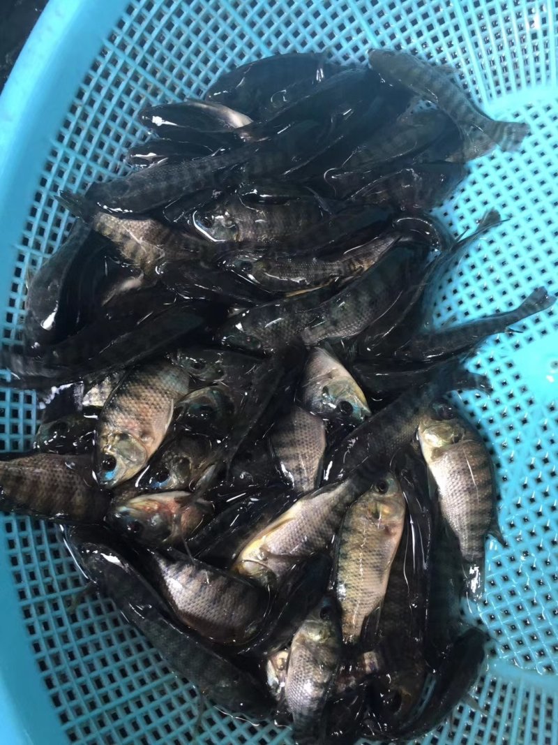 【罗非鱼苗】，海南一号罗非鱼苗，场地直销，货源充足。