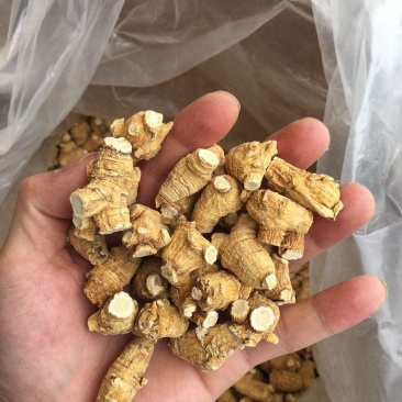 加拿大进口西洋参5克粒头