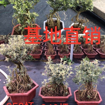 提根六月雪,六月雪盆景,大小规格齐全,整箱销售,