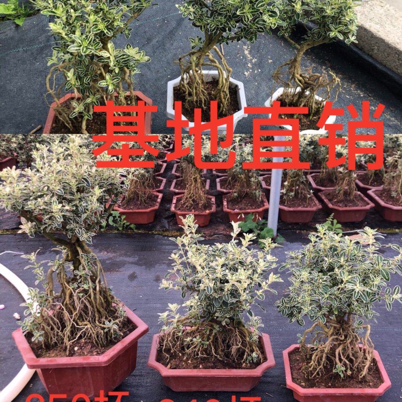 提根六月雪，六月雪盆景，大小规格齐全，整箱销售，