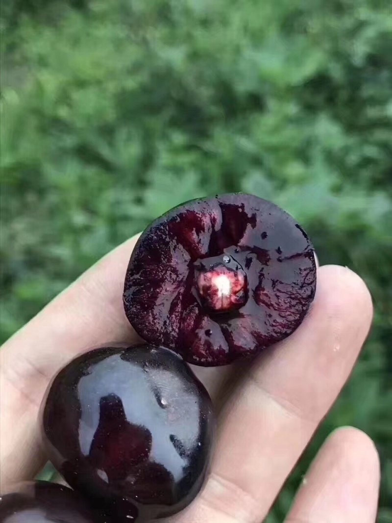 烟台露天大樱桃顺丰空运做品质货的来黑珍珠黄水晶萨米