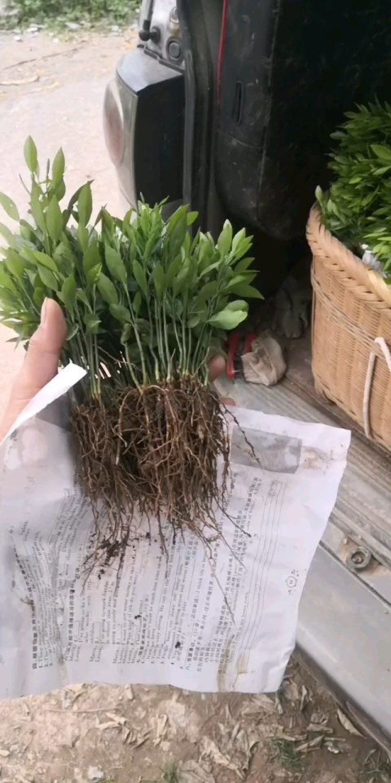 香橙苗小叶香橙苗枳橙苗，资阳小叶软枝香橙苗放心苗
