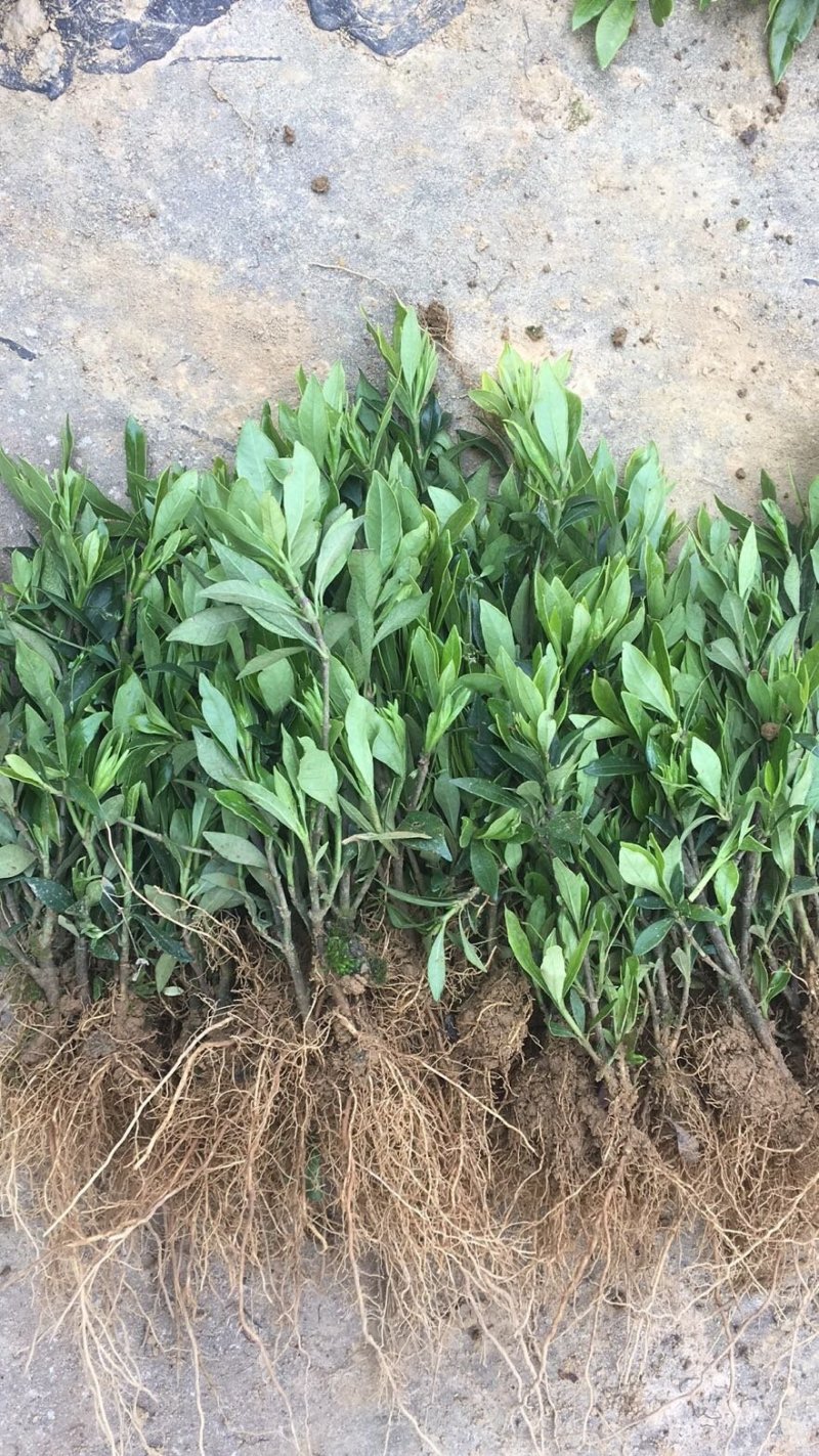 小叶栀子精品地苗，基地直供，规格齐全